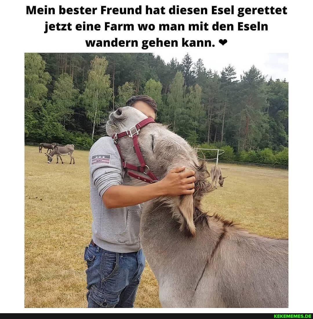 Mein bester Freund hat diesen Esel gerettet jetzt eine Farm wo man mit den Eseln wandern gehen kann.