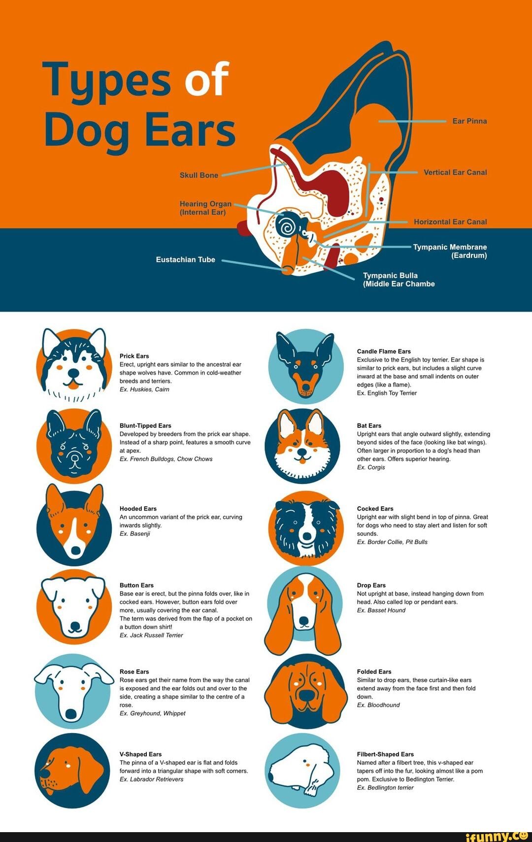 Types of dog ears - Types of Dog Ears Skull Bone - Hearing Organ