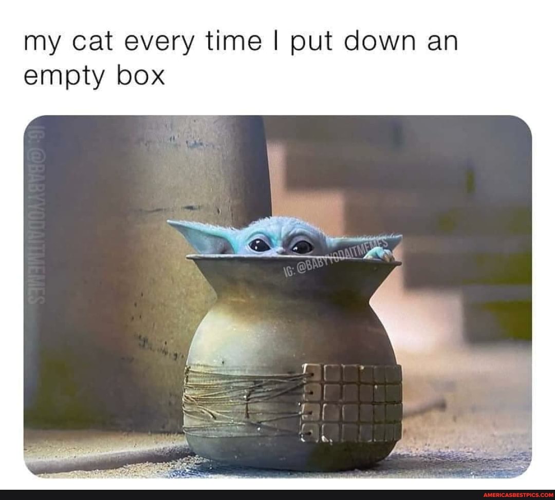 my cat every time I put down an empty box