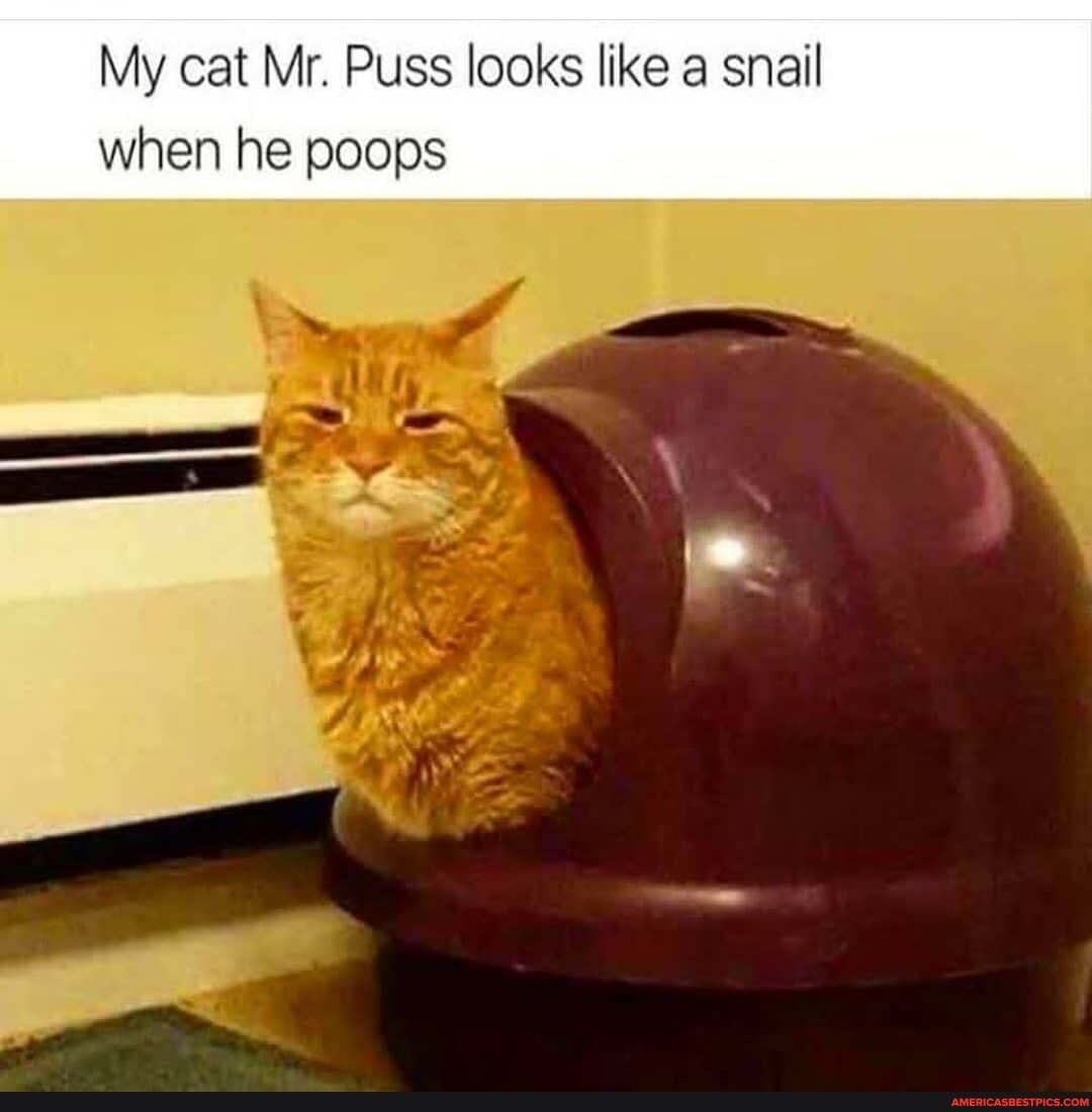 My cat Mr. Puss looks like a snail when he poops