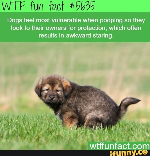 WTF fun fact #5635
Dogs feel most vulnerable when pooping so they
look to their owners for protection, which often
results in awkward staring.