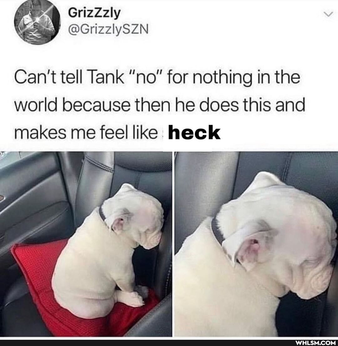 Can't tell Tank "no" for nothing in the world because then he does this and makes me feel like heck