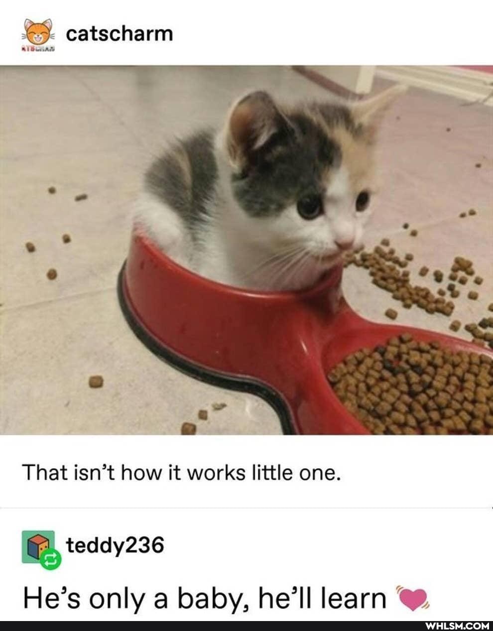 catscharm
That isn't how it works little one.
He's only a baby, he'll learn