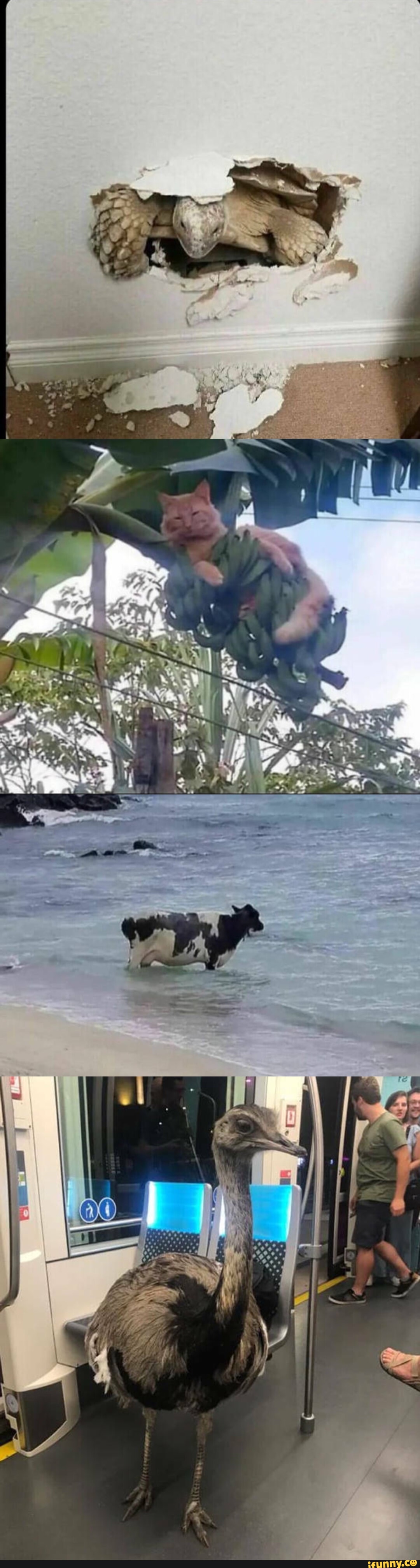 I had the bottom of our new pool painted red instead of the typical