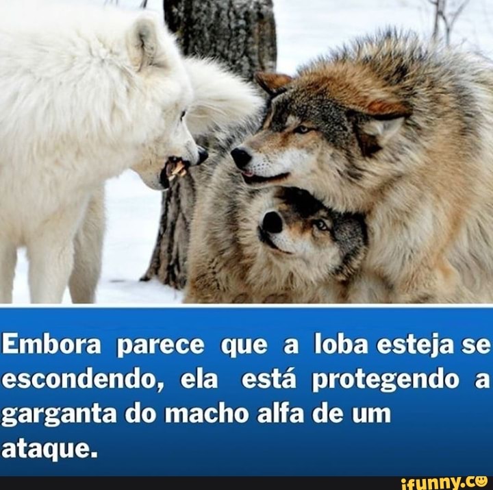 Embora parece que a loba esteja se escondendo, ela está protegendo a garganta do macho alfa de um ataque.
