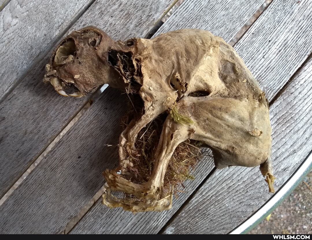 mummy, extra_crispy, squirrel, nature_is_awesome