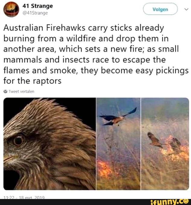 41 Strange elgen Australian Firehawks carry sticks already burning from ...