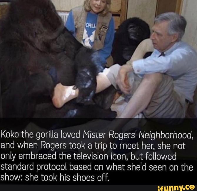 Koko the gorilla loved Mister Rogers' Neighborhood, and when Rogers