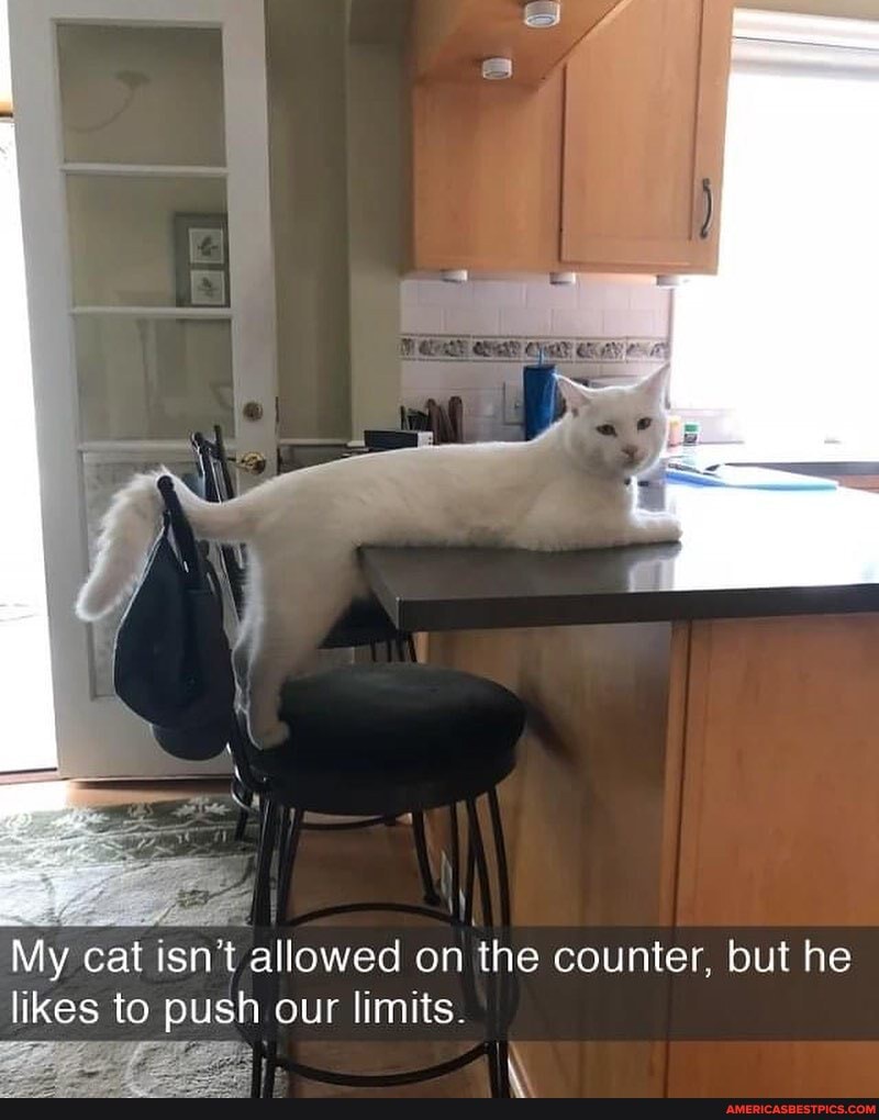 My cat isn't allowed on the counter, but he likes to push our limits.
