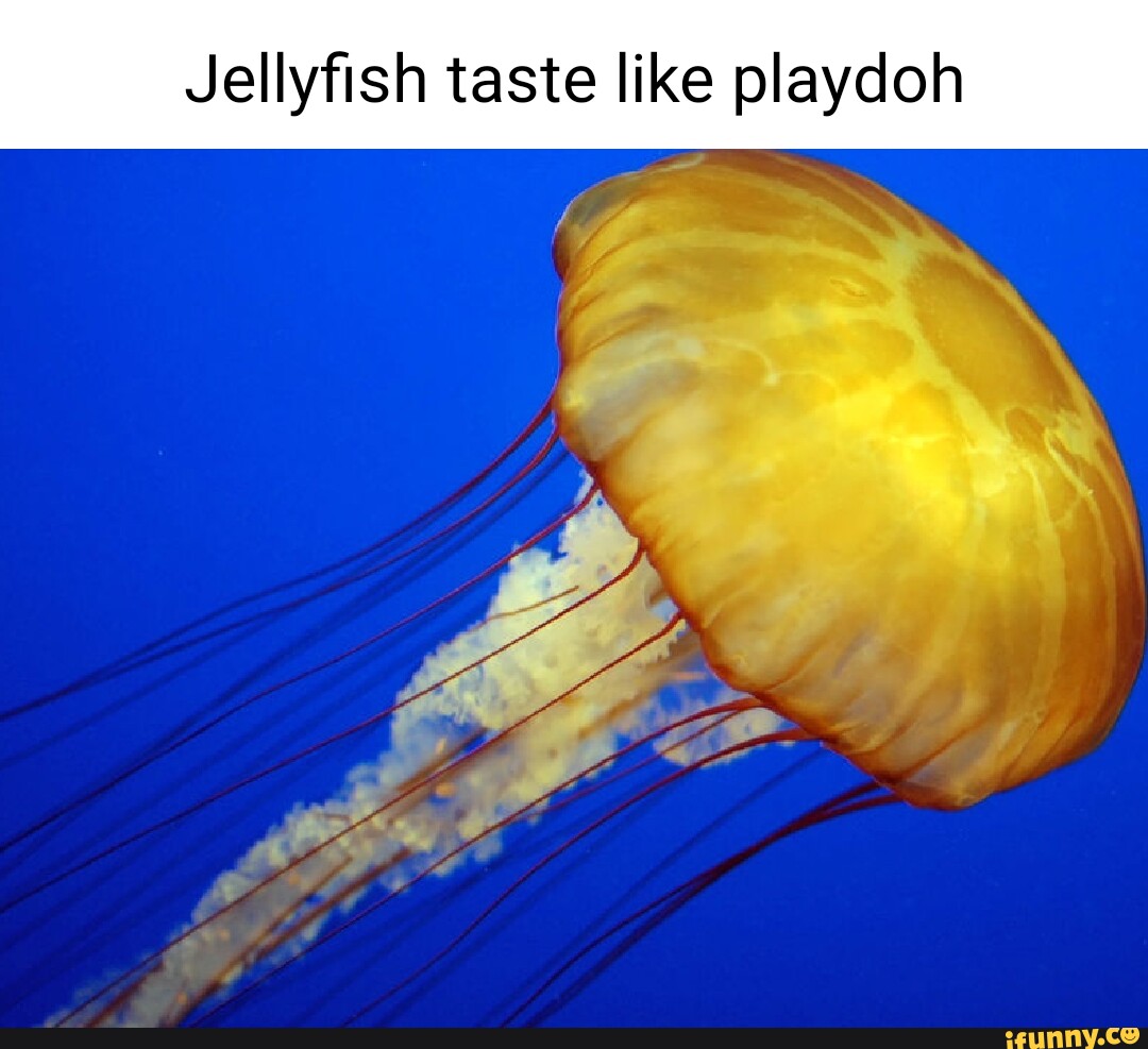 Jellyfish taste like playdoh - iFunny