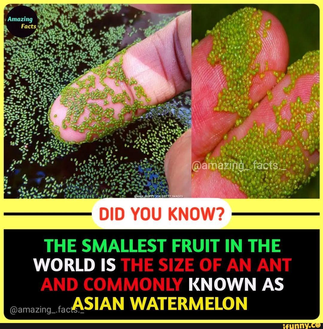 Dar facts." YOU KNOW? THE SMALLEST FRUIT IN THE WORLD US Thile SIZE OF