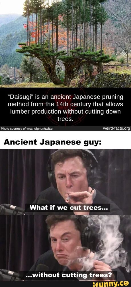 "Daisugi" is an ancient Japanese pruning
method from the 14th century that allows
lumber production without cutting down
trees.
Photo courtesy of wrathofgnonftwitter weird-facts.org
Ancient Japanese guy: