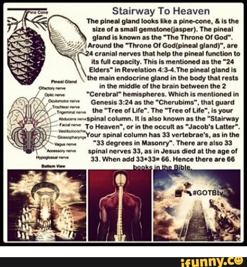 Stairway To Heaven The Pineal Gland Looks Like A Pine Cone Is The Size Of A Small Gemstone 