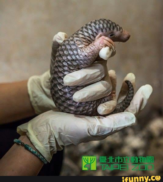 pangolin, cute, dragon