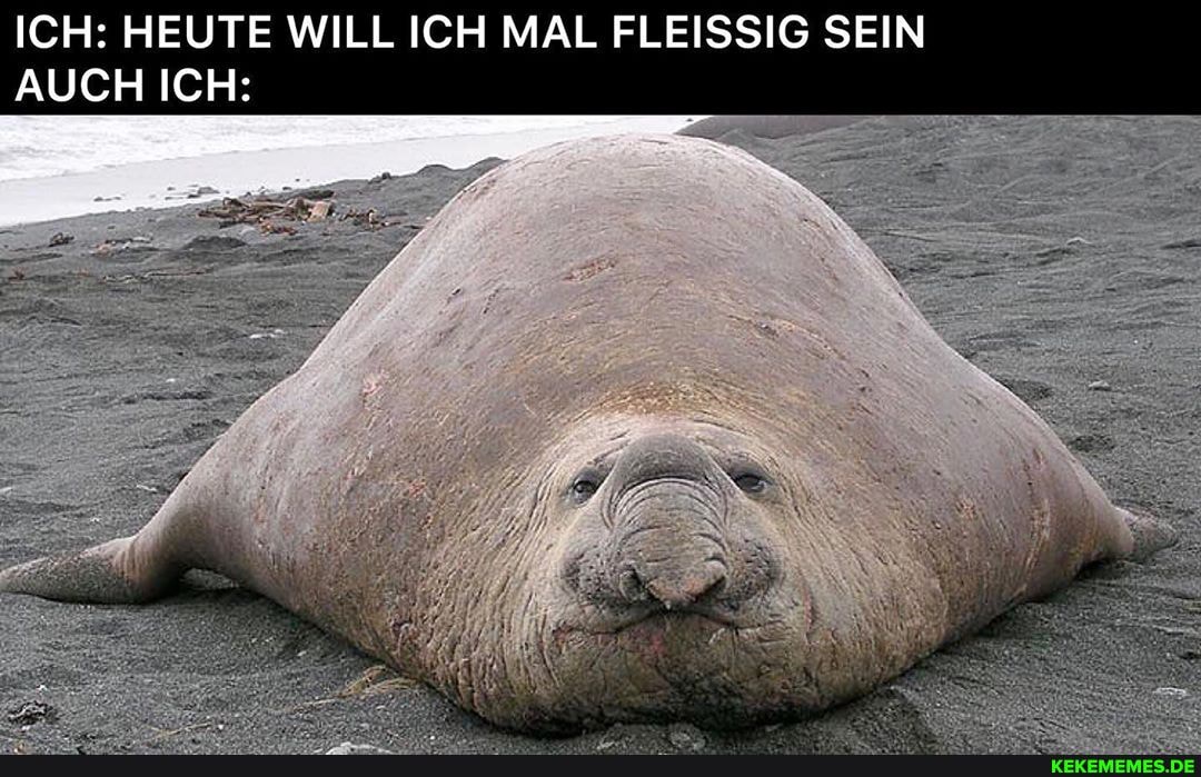 ICH: HEUTE WILL ICH MAL FLEISSIG SEIN AUCH ICH: