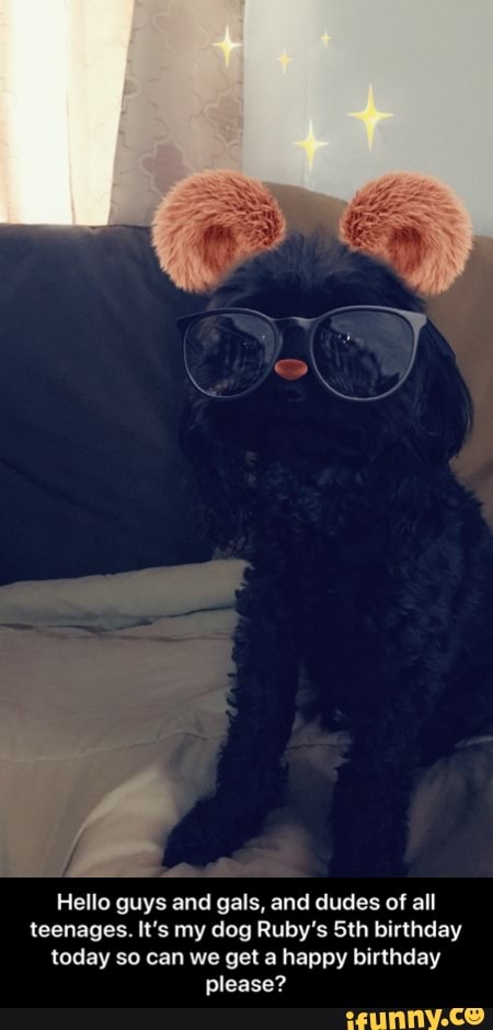Hello guys and gals, and dudes of all teenages. It's my dog Ruby's Sth birthday today so can we get a happy birthday please? - Hello guys and gals, and dudes of all teenages. It’s my dog Ruby’s 5th birthday today so can we get a happy birthday please?