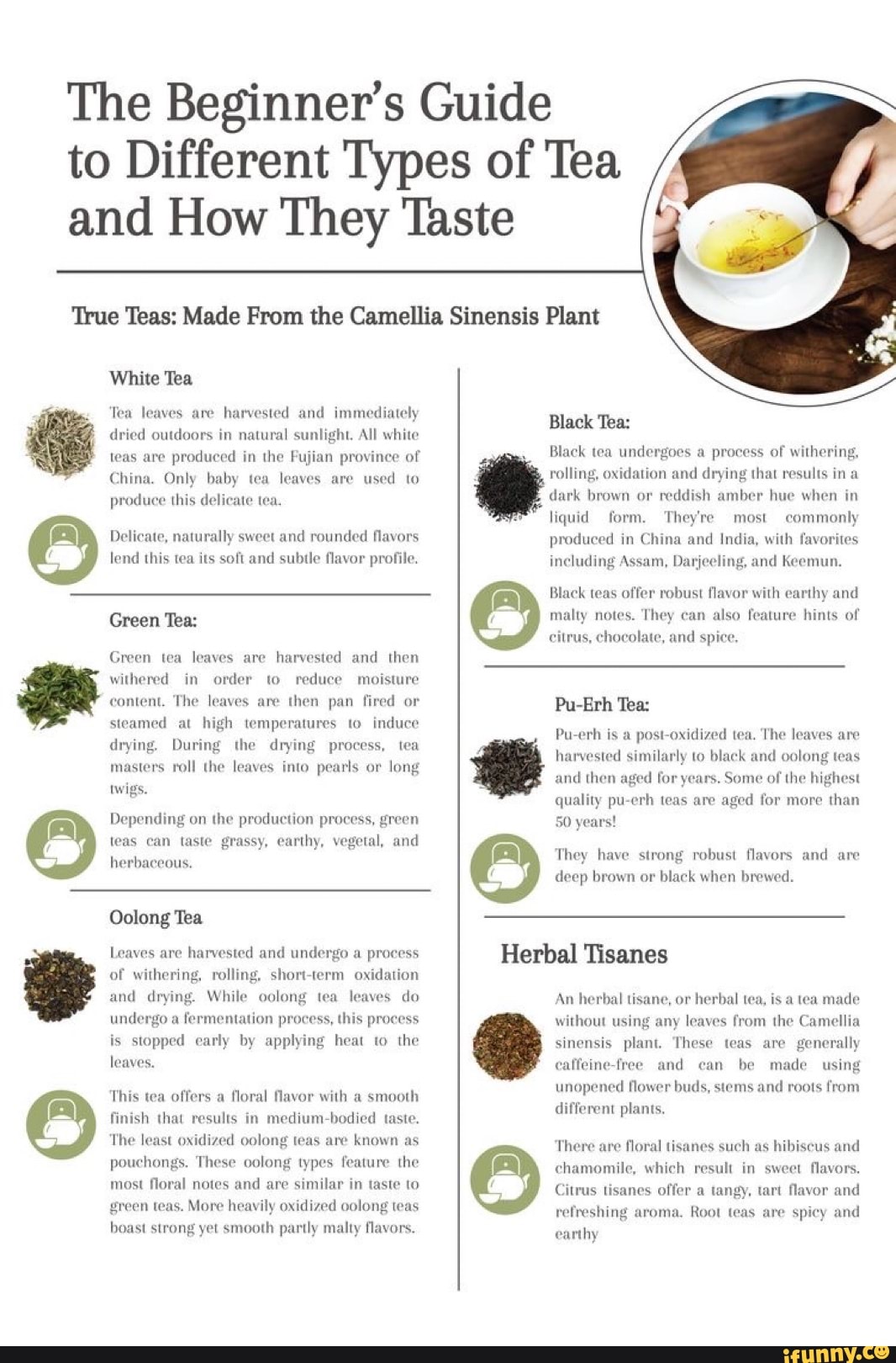 The Beginner's Guide to Different Types of Tea and How They Taste True