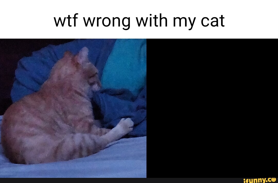 wtf cat meme