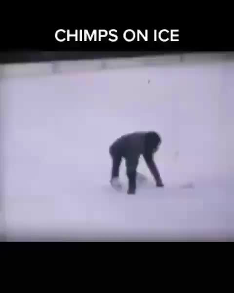 Chimps Memes Best Collection Of Funny Chimps Pictures On Ifunny