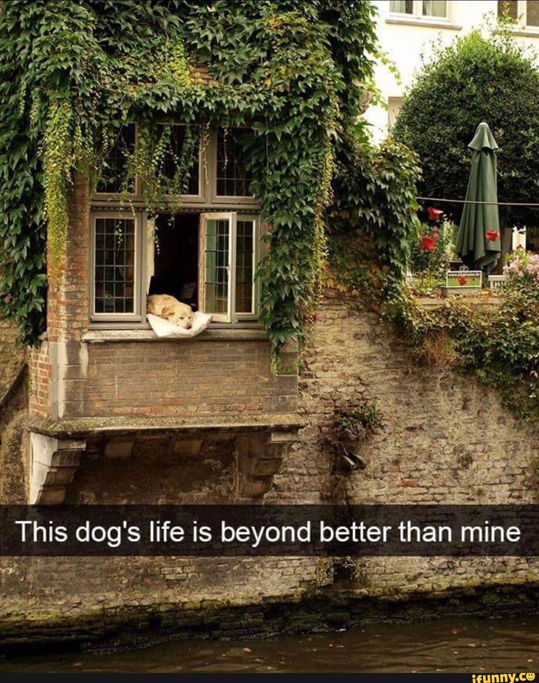 This dog's life is beyond better than mine