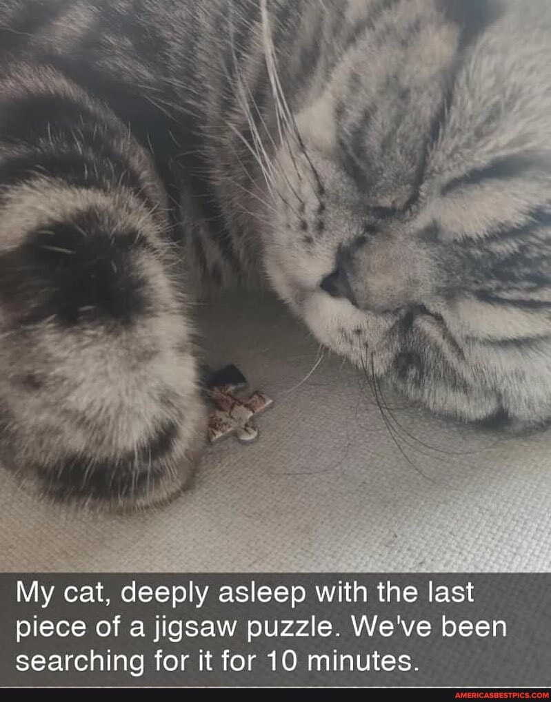 My cat, deeply asleep with the last piece of a jigsaw puzzle. We've been searching for it for 10 minutes.