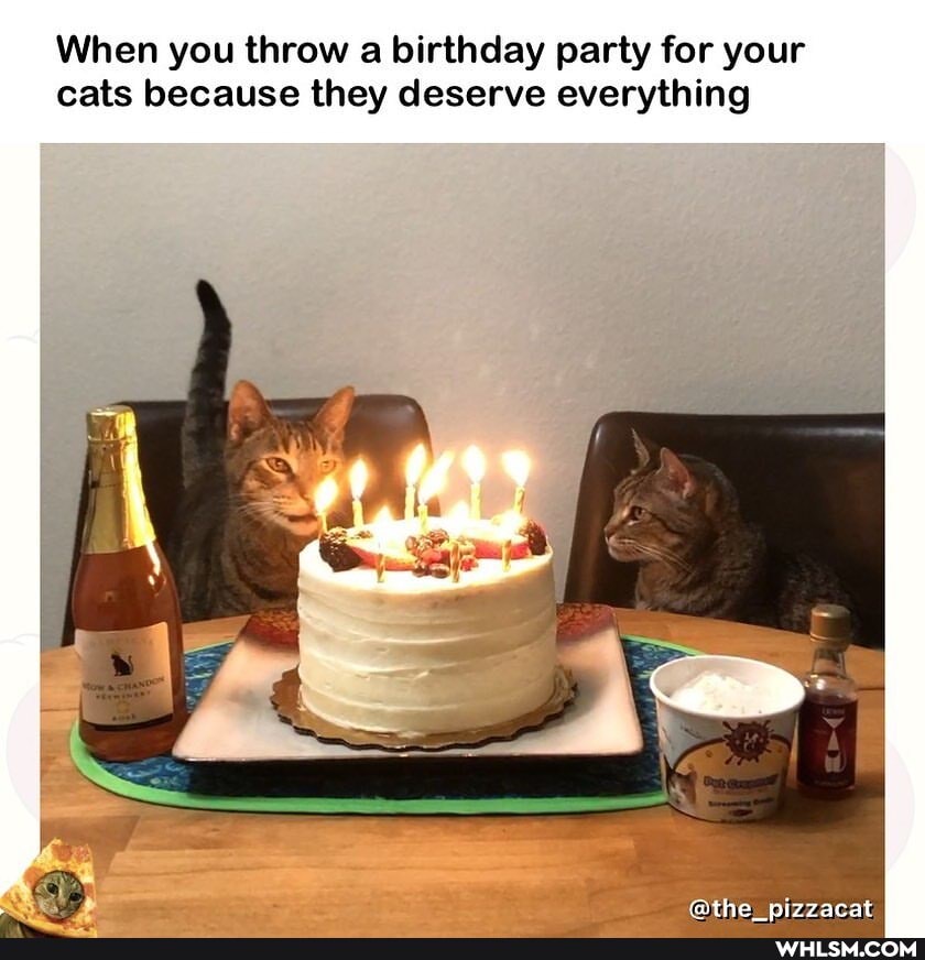 When you throw a birthday party for your cats because they deserve everything