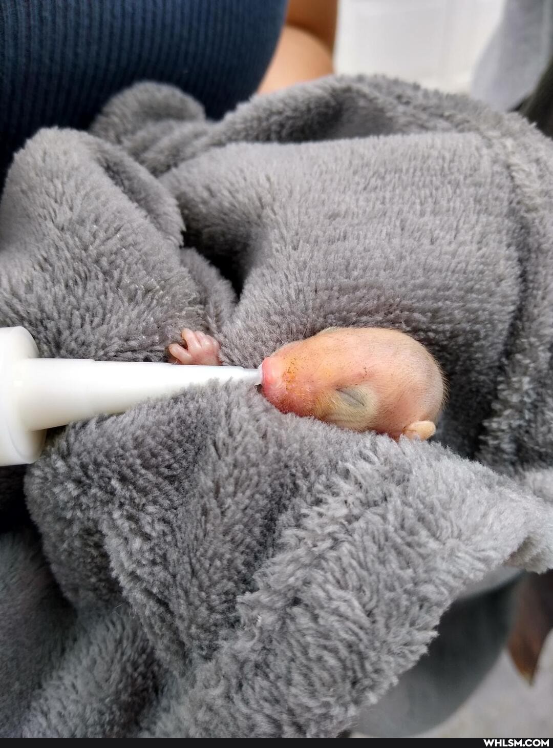 baby_animals, animal_rescue, kinda_gross, opossum, feeding_time