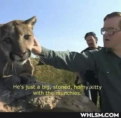 He's just a big, stoned, hofnykitty with thef