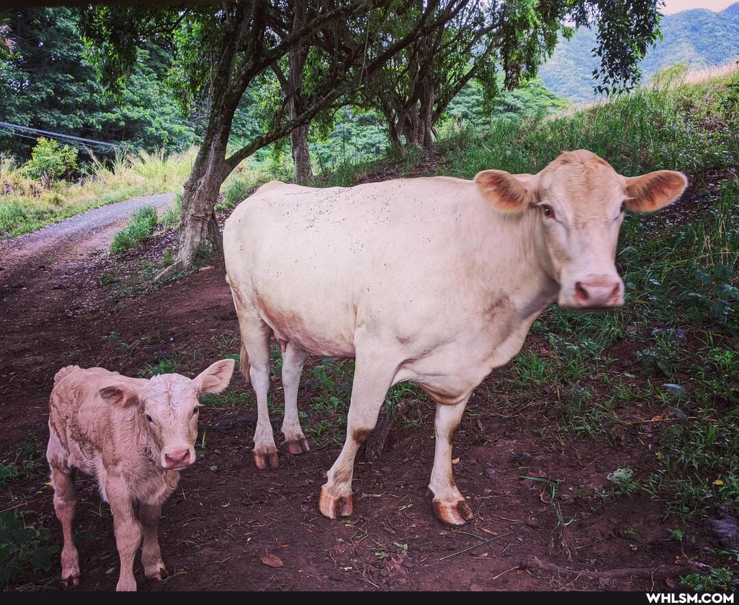 baby_animals, hunting, cattle, frustrating, pig_hunting
