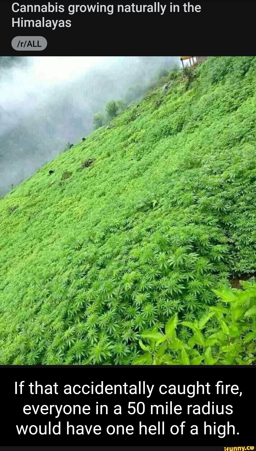 Cannabis growing naturally in the Himalayas be If that accidentally