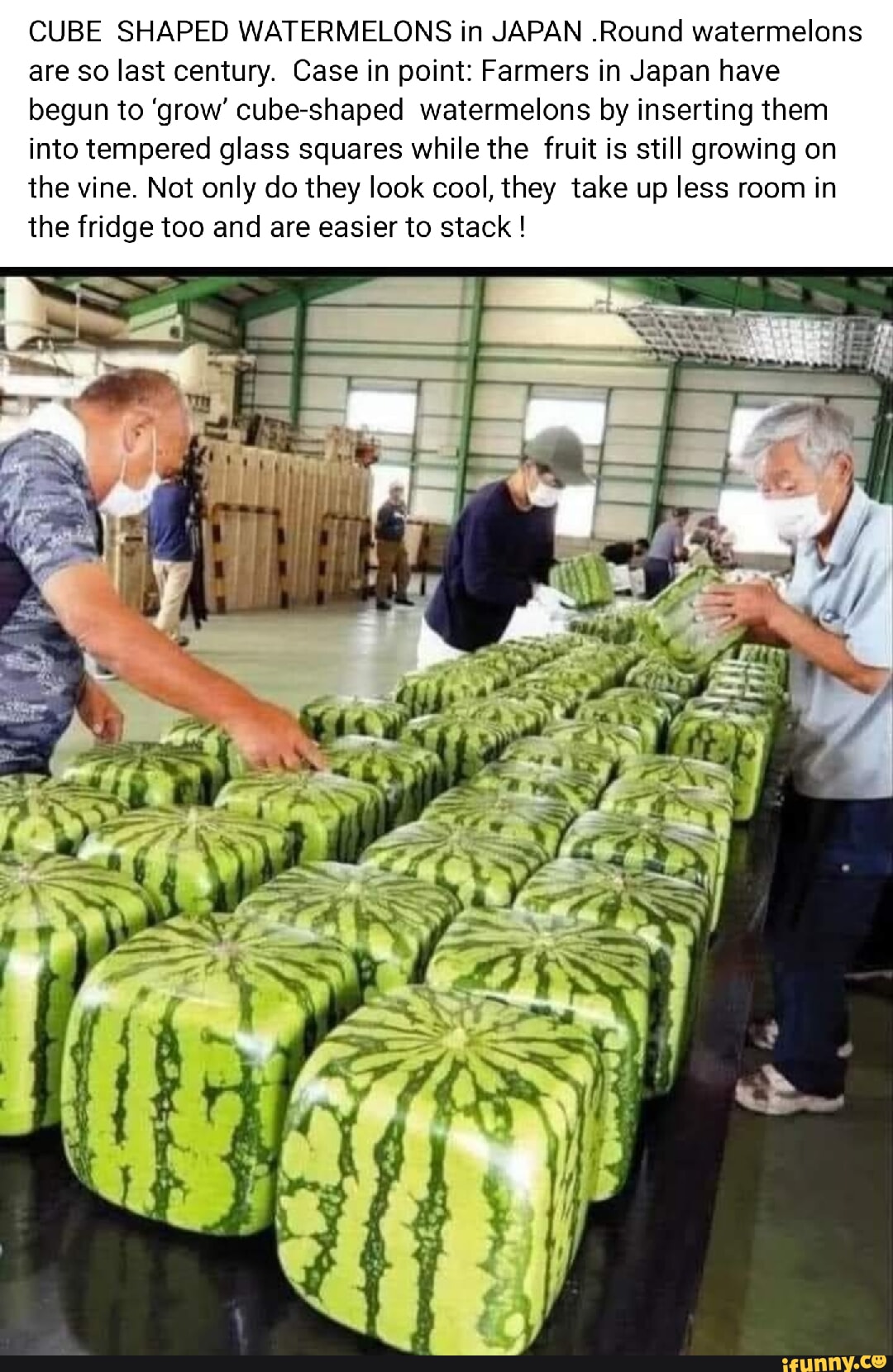 CUBE SHAPED WATERMELONS in JAPAN .Round watermelons are so last century ...