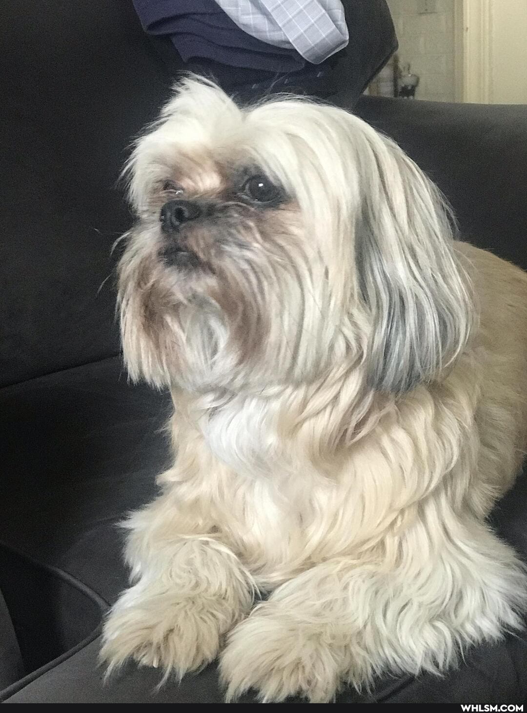 dog, aww, sweet, love