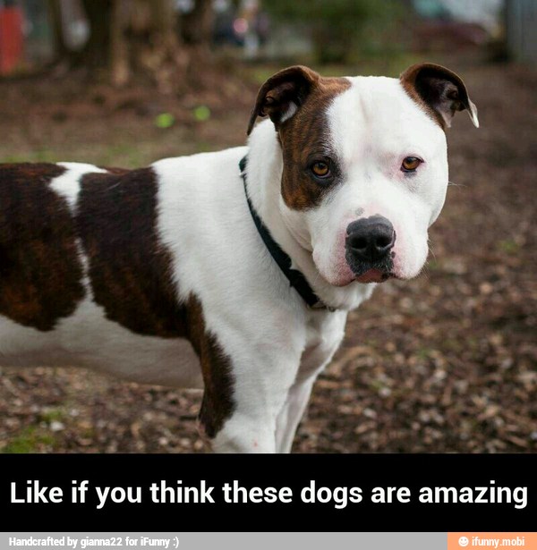 Like if you think these dogs are amazing - Like if you think these dogs are amazing