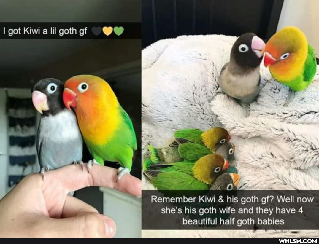 I got Kiwi a til goth of
Remember Kiwi & his goth of? Well now she's his goth wife and they have 4
beautiful half goth babies