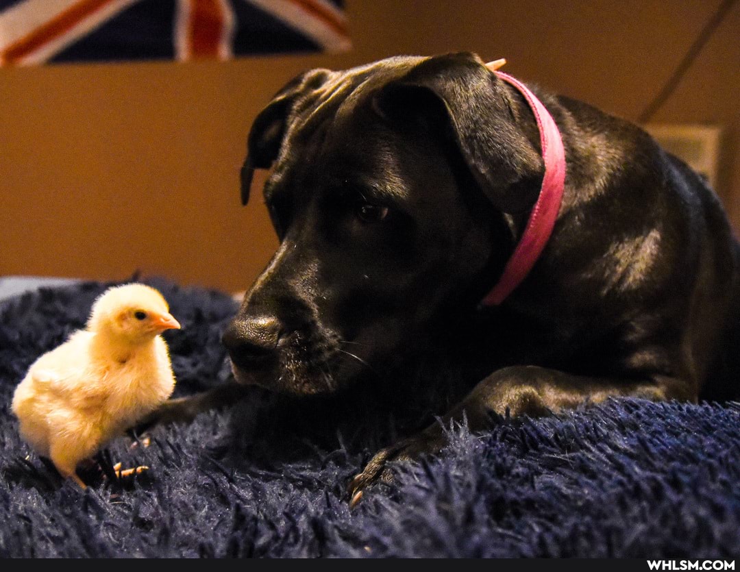dogs, aww, chickens, baby_animals