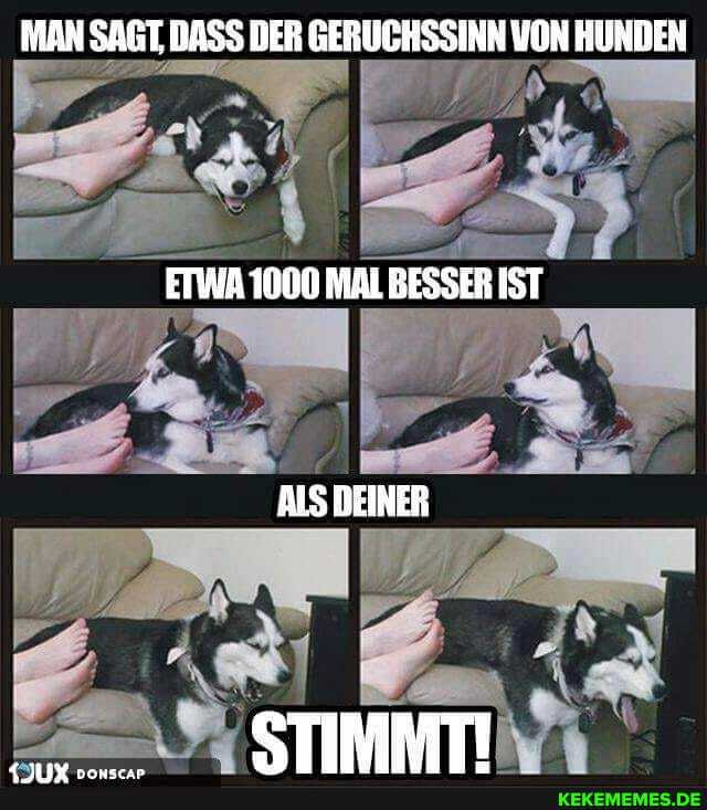 MAN SAGT. DASS DER GERUCHSSINN VON HUNDEN
ETWYA 1000 MAL BESSER IST
AIS DEINER
STIMMTI