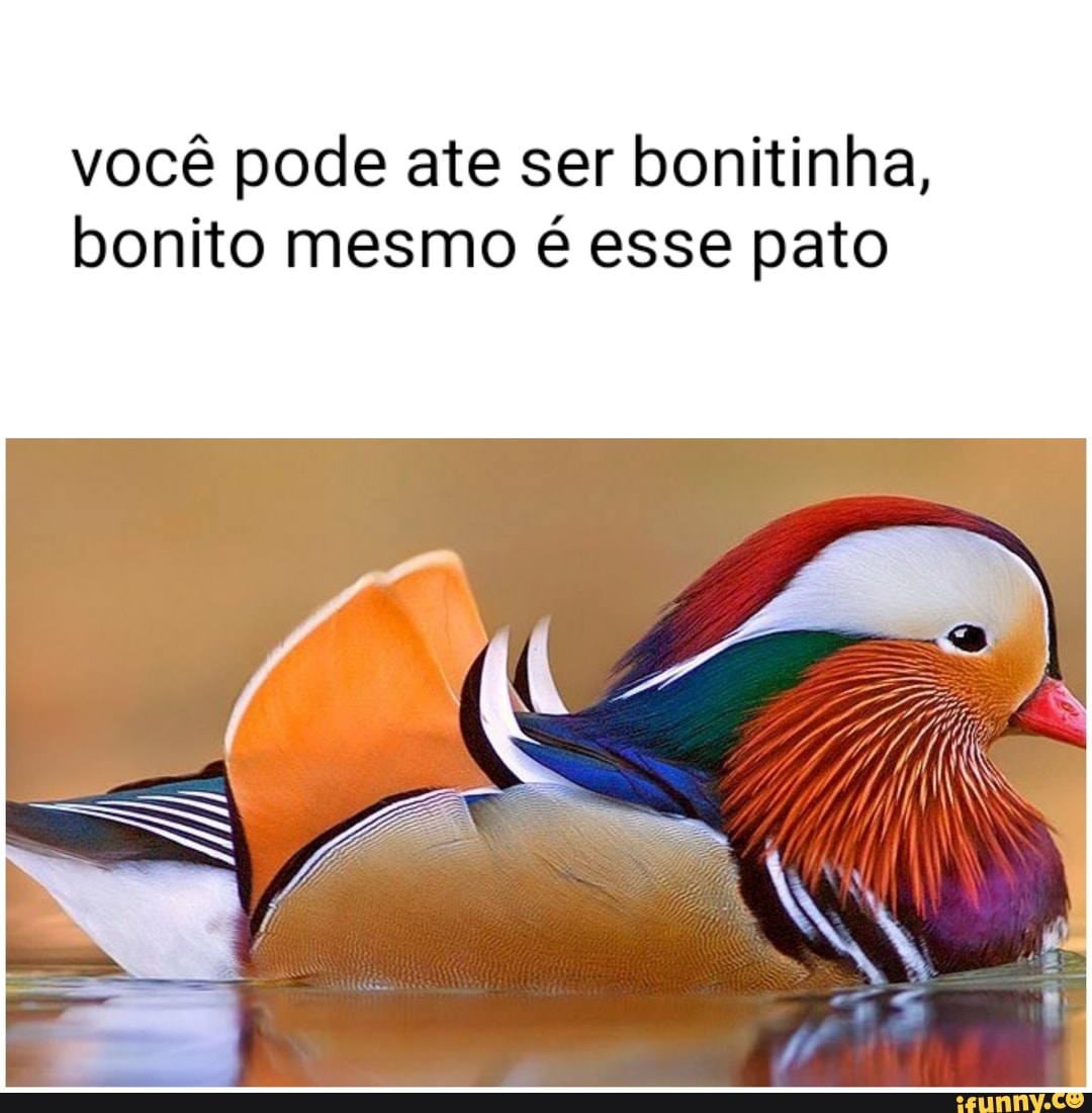 você pode ate ser bonitinha, bonito mesmo é esse pato