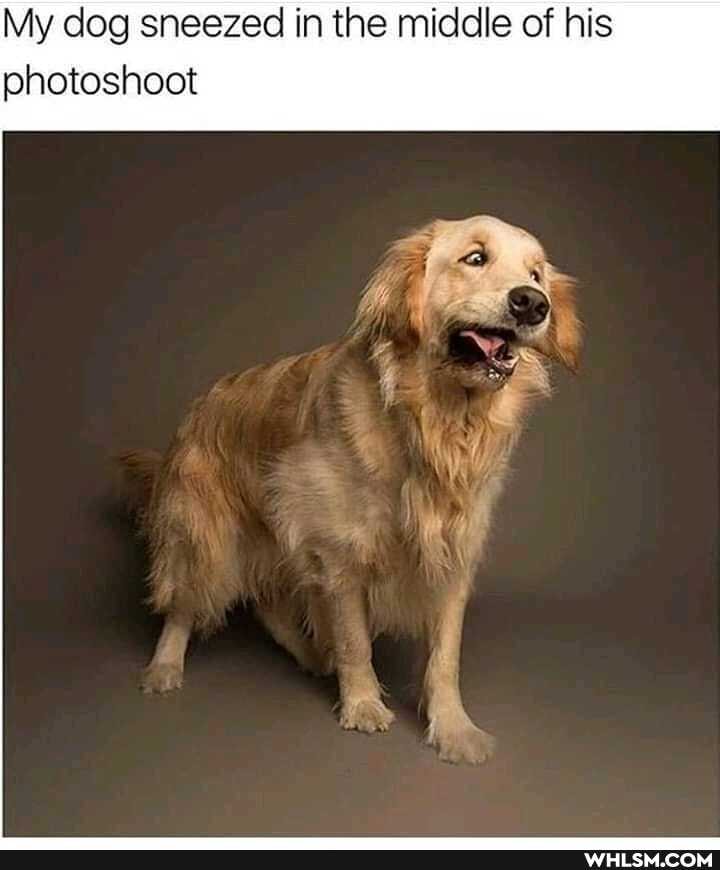 My dog sneezed in the middle of his photoshoot
WY