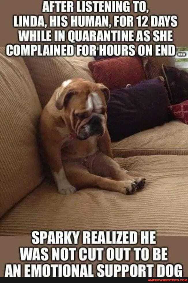 AFTER LISTENING TO,
LINDA, HIS HUMAN, FOR 12 DAYS WHILE IN QUARANTINE AS SHE COMPLAINED FOR HOURS ON END=;
SPARKY REALIZED HE WAS NOT CUT OUT TO BE
AM CAANTIONAL CLLIDDADT nne