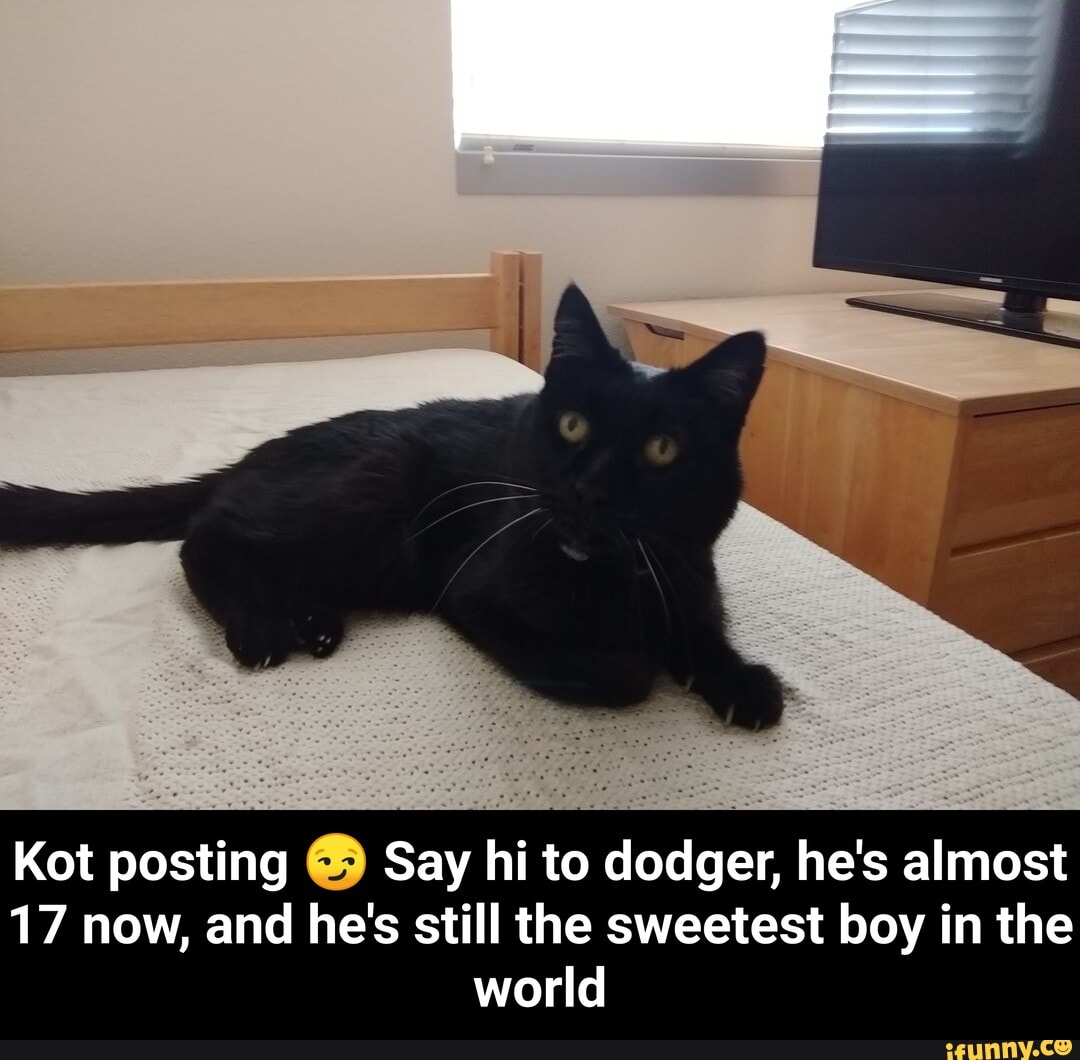 Kot posting ยฎ Say hi to dodger, he's almost
17 now, and he's still the sweetest boy in the
world - Kot posting ๐ Say hi to dodger, he's almost 17 now, and he's still the sweetest boy in the world