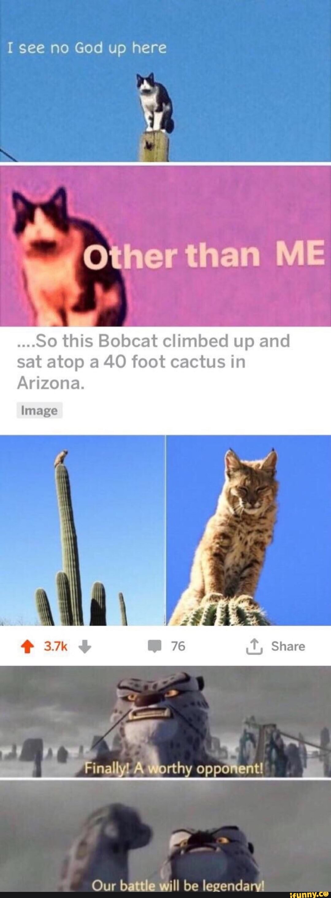 I See No God Up Here So This Bobcat Climbed Up And Sat Atop A 40 Foot Cactus In Arizona Image