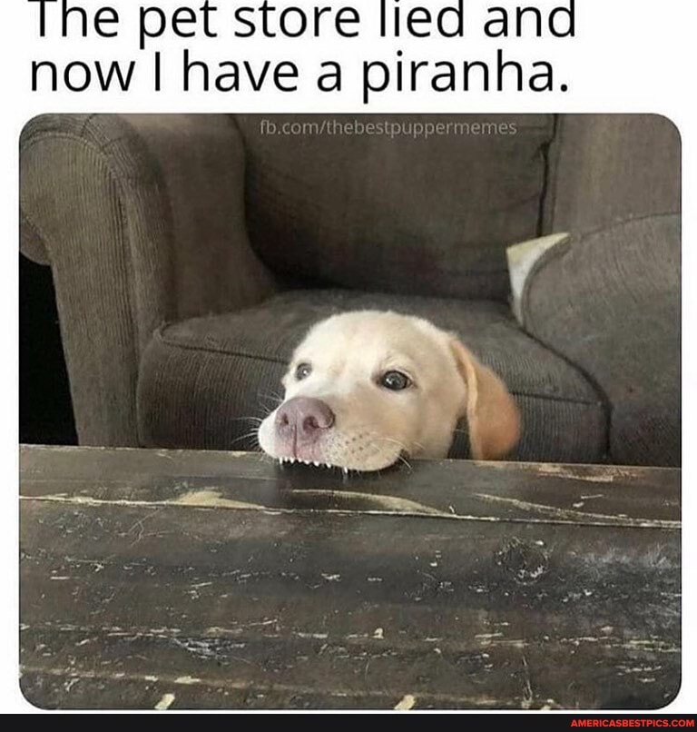 Pet score ana now I have a piranha.
these puppe r ene