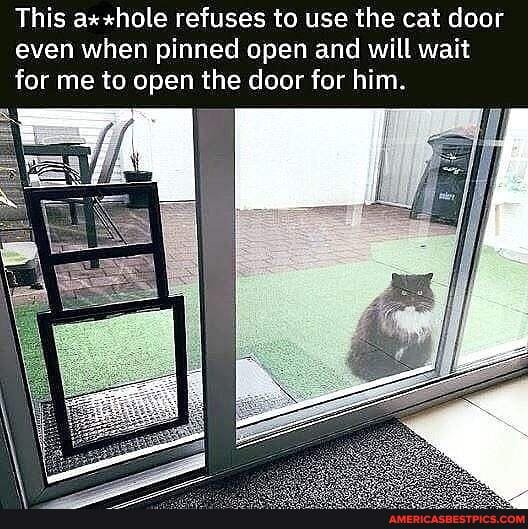 This *"hole refuses to use the cat door even when pinned open and will wait for me to open the door for him.