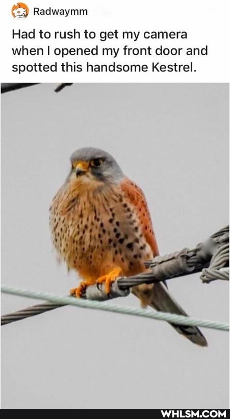 Had to rush to get my camera when opened my front door and spotted this handsome Kestrel.