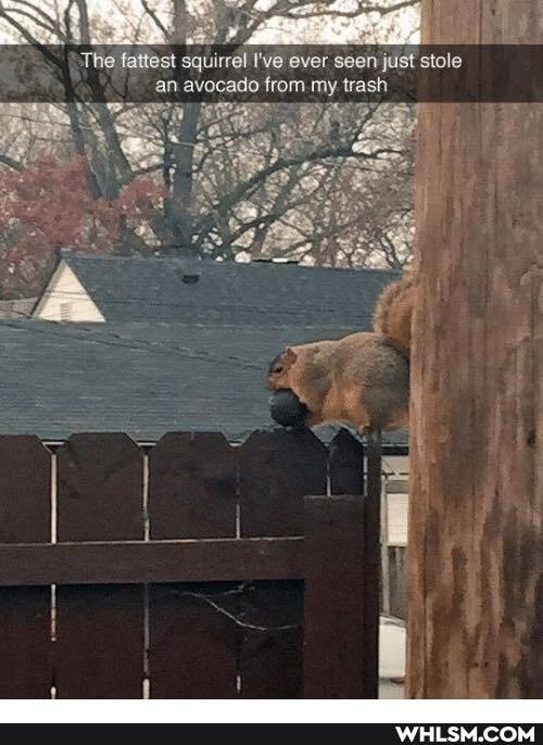 'The fattest squirrel I've ever seen just stole an avocado from my trash