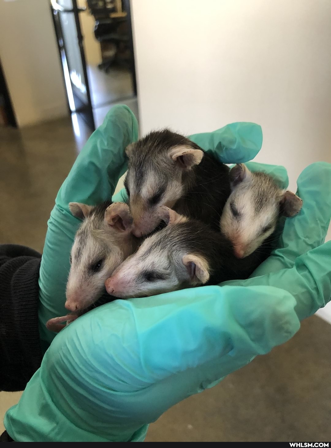 funny, possum, baby_animals