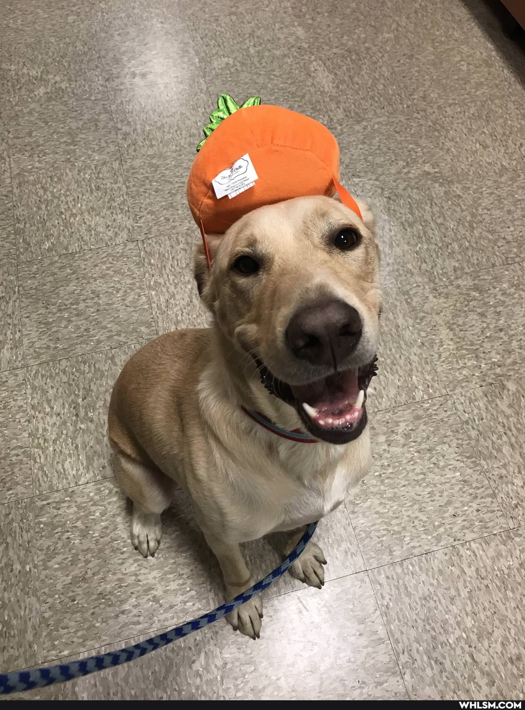 dog, help_me_imgur, advice_animals