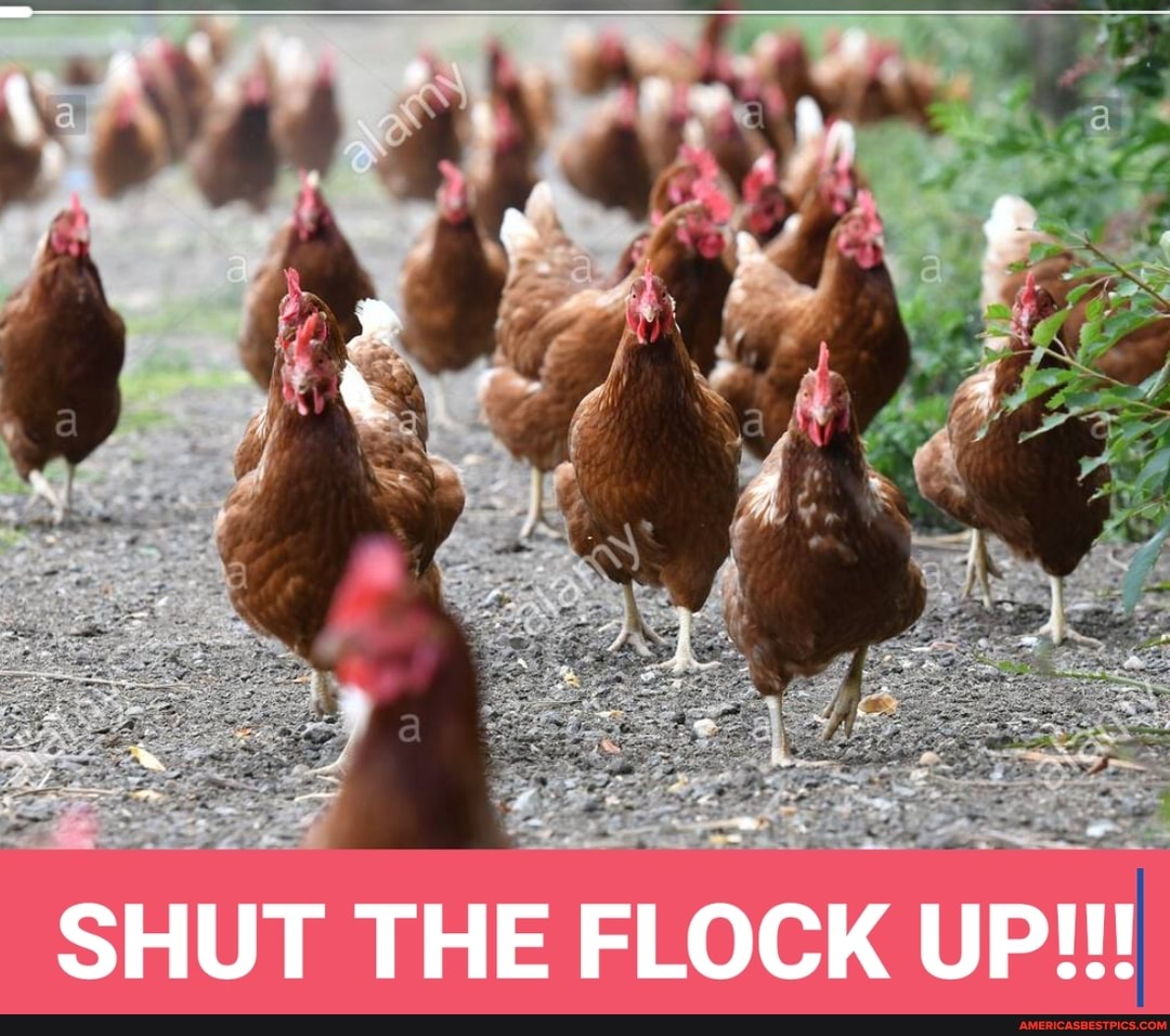 SHUT THE FLOCK UP!!!