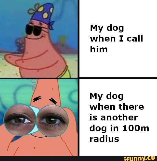 My dog when I call him
My dog when there is another dog in LOOm radius