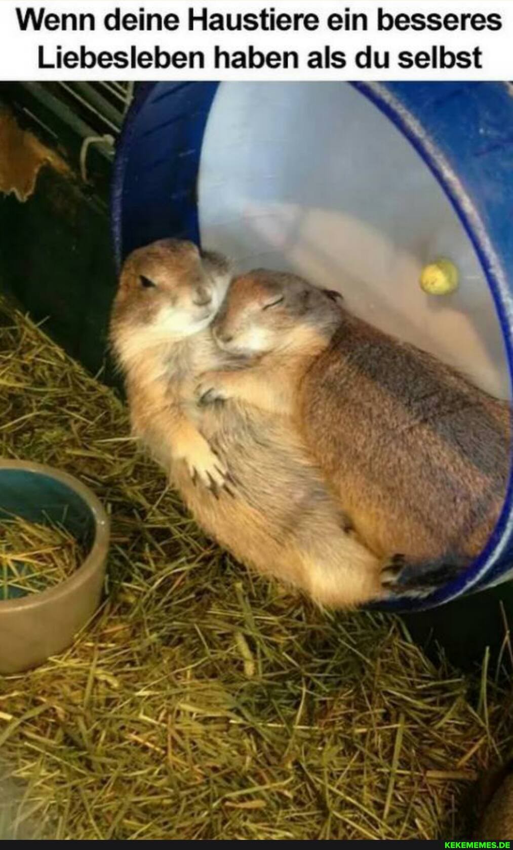 Wenn deine Haustiere ein besseres
Liebesleben haben als du selbst